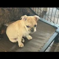 Riley, a female French Bulldog for sale in Woodbury, MN – Photo 2 of 5