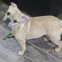 Riley, a female French Bulldog for sale in Woodbury, MN – Photo 1 of 5