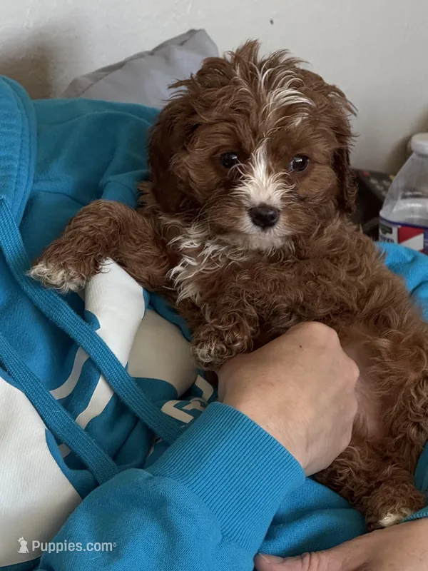 Hunter  – Cavapoo puppy for sale in Woodbury, MN