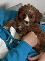 Hunter , a male Cavapoo for sale in Woodbury, MN – Photo 2 of 4