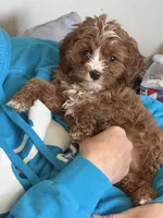 Hunter , a male Cavapoo for sale in Woodbury, MN – Photo 3 of 4