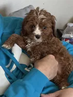 Hunter , a male Cavapoo for sale in Woodbury, MN – Photo 4 of 4