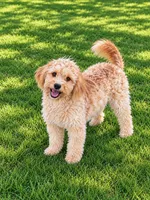 Lucy , a female Miniature Goldendoodle for sale in Woodbury, MN – 2 of 2