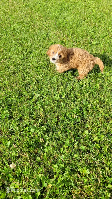 Olivia  – Cavapoo puppy for sale in Woodbury, MN