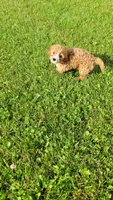Olivia , a female Cavapoo for sale in Woodbury, MN – 1 of 3