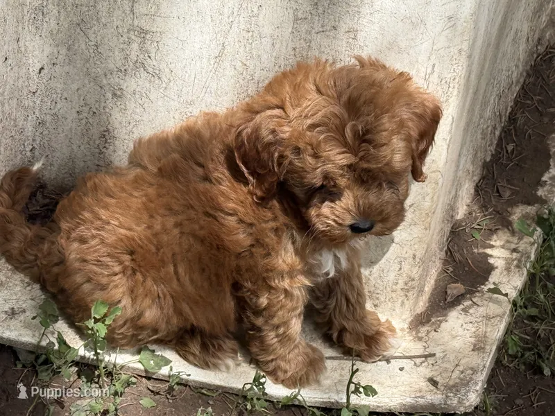 Addison  – Miniature Goldendoodle puppy for sale in Woodbury, MN