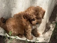 Addison , a female Miniature Goldendoodle for sale in Woodbury, MN – 1 of 3