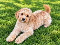 Lucy , a female Miniature Goldendoodle for sale in Woodbury, MN – 1 of 2