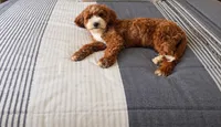 Jersey, a female Cavapoo for sale in Woodbury, MN – 2 of 4