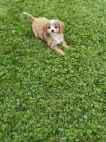 Brinley, a female Cavapoo for sale in Woodbury, MN – Photo 1 of 3