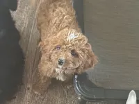 Winston , a male Cavapoo for sale in Woodbury, MN – 3 of 3