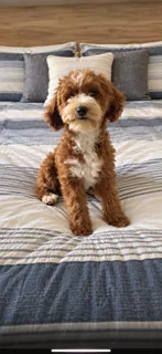 Jersey – Cavapoo puppy for sale in Woodbury, MN