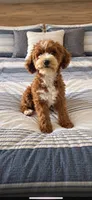 Jersey, a female Cavapoo for sale in Woodbury, MN – 1 of 4