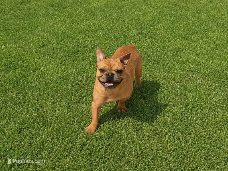 Joey – French Bulldog puppy for sale in Woodbury, MN