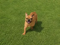 Joey, a male French Bulldog for sale in Woodbury, MN – 1 of 3