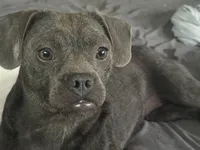 Raven , a female French Bulldog and Miniature Goldendoodle for sale in Woodbury, MN – 2 of 4