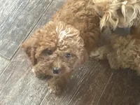 Winston , a male Cavapoo for sale in Woodbury, MN – 2 of 3