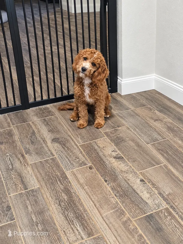 Rocco  – Cavapoo puppy for sale in Woodbury, MN
