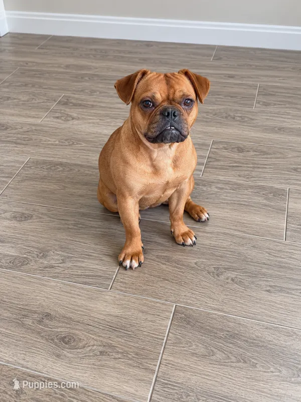 Harper – French Bulldog puppy for sale in Woodbury, MN