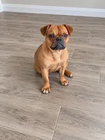 Harper, a female French Bulldog for sale in Woodbury, MN – 1 of 2