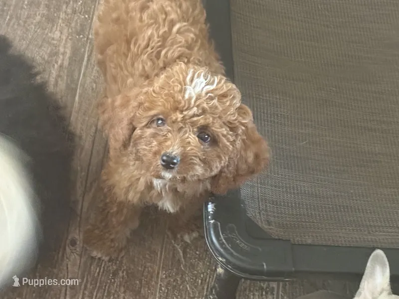 Winston  – Cavapoo puppy for sale in Woodbury, MN