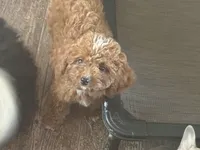 Winston , a male Cavapoo for sale in Woodbury, MN – 1 of 3