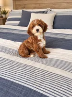 Jersey, a female Cavapoo for sale in Woodbury, MN – 3 of 4