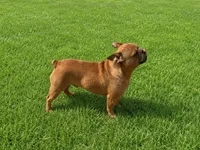 Joey, a male French Bulldog for sale in Woodbury, MN – 2 of 3