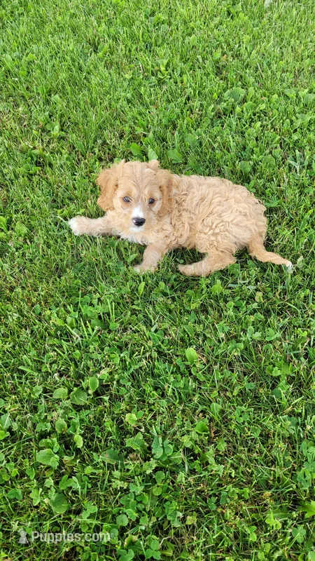 Oliver  – Cavapoo puppy for sale in Woodbury, MN