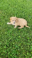 Oliver , a male Cavapoo for sale in Woodbury, MN – 1 of 4