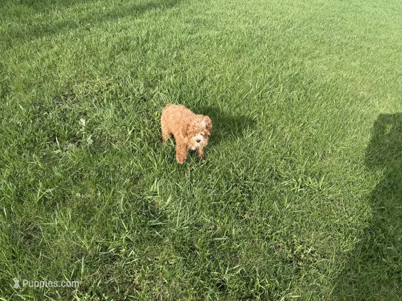 Ali – Cavapoo puppy for sale in Woodbury, MN