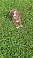 Lewis , a male Cavapoo for sale in Woodbury, MN – 2 of 5