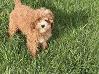 Ali, a female Cavapoo for sale in Woodbury, MN – 2 of 3