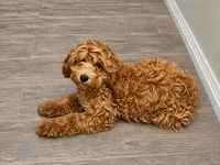 Saylor , a female Cavapoo for sale in Woodbury, MN – 3 of 3