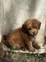 Addison , a female Miniature Goldendoodle for sale in Woodbury, MN – 3 of 3
