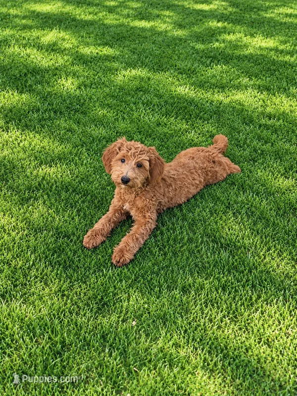 Montana  – Miniature Goldendoodle puppy for sale in Woodbury, MN