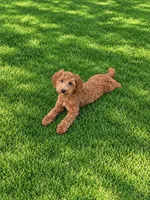 Montana , a female Miniature Goldendoodle for sale in Woodbury, MN – 1 of 1