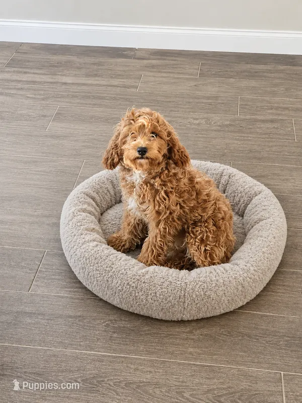 Saylor  – Cavapoo puppy for sale in Woodbury, MN