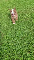 Lewis , a male Cavapoo for sale in Woodbury, MN – 5 of 5