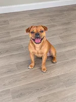 Harper, a female French Bulldog for sale in Woodbury, MN – 2 of 2