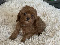 Lexy, a female Cavapoo for sale in Woodbury, MN – Photo 4 of 4