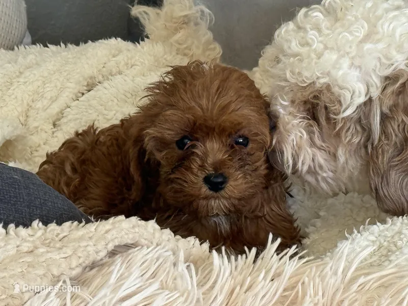 Lexy – Cavapoo puppy for sale in Woodbury, MN