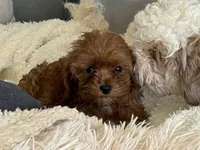 Lexy, a female Cavapoo for sale in Woodbury, MN – Photo 1 of 4
