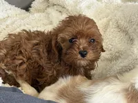 Lexy, a female Cavapoo for sale in Woodbury, MN – Photo 3 of 4