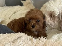 Lexy, a female Cavapoo for sale in Woodbury, MN – Photo 2 of 4