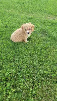 Oliver , a male Cavapoo for sale in Woodbury, MN – 3 of 4