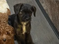 Finely, a female French Bulldog and Miniature Goldendoodle for sale in Woodbury, MN – Photo 1 of 3