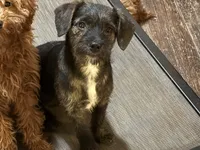 Finely, a female French Bulldog and Miniature Goldendoodle for sale in Woodbury, MN – Photo 2 of 3