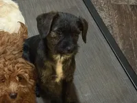 Finely, a female French Bulldog and Miniature Goldendoodle for sale in Woodbury, MN – Photo 3 of 3