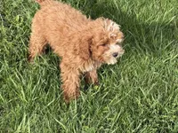 Ali, a female Cavapoo for sale in Woodbury, MN – 3 of 3